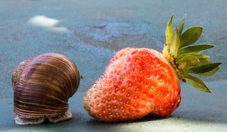 strawberry and garden snail