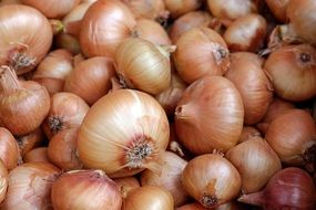 harvest of onions in a box