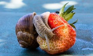 garden snail on the strawberry