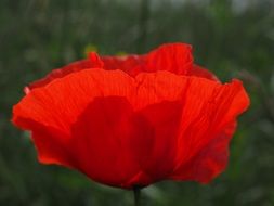 big red Poppy Flower at green background