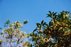 Fruits in spring