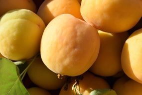 Picture of Apricots