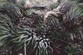 succulent green plant closeup