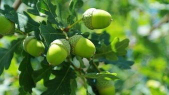 Green acorns on a sunny day close up