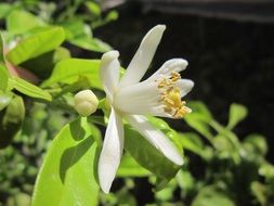 white flower on a lemon tree