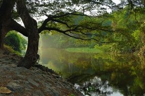 tree on the shore of a picturesque lake