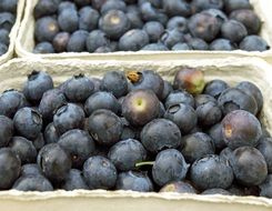 fresh Blueberries in containers close-up