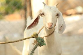 white goat on a leash