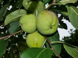 immature apples on a branch