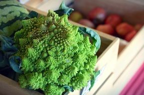 green fresh Broccoli