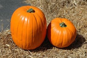 appetizing Pumpkin Halloween