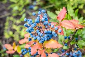 wild blueberries on a bush close-up