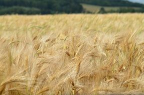 field of cereal in nature