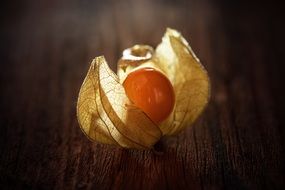 little physalis on the table