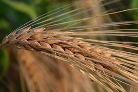 tasty and fresh Grain