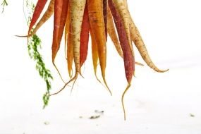 multi-colored carrots in a bunch