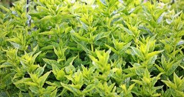 green mint on the garden