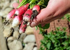 fresh red Radischen in vegetable garden closeup