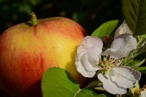 red Apple Blossom