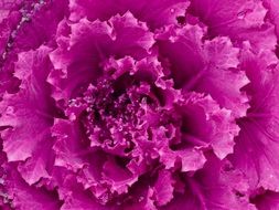 purple cabbage close up