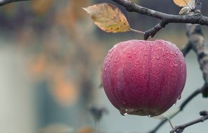 red apple on a tree in autumn