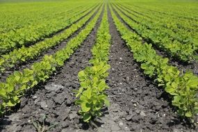 Picture of the plants are on a field