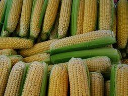 young corn on the market