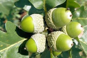 Green acorns on an oak tree branch