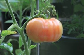 Unripe tomato on a green plant