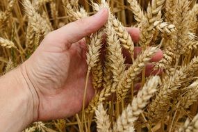 ears of wheat in hands