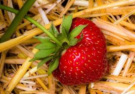 ripe strawberries on straw close up