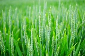 green wheat spikes halm