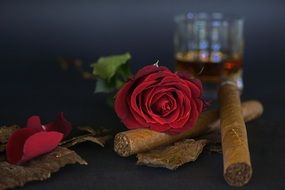 red rose on tobacco leaves