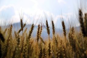 Wheat Fields Crops