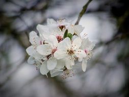 lovely cherry flower