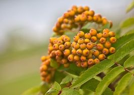 juicy and appetizing Rowan Berries