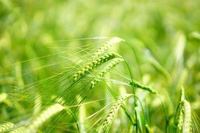 green ears of barley on the field
