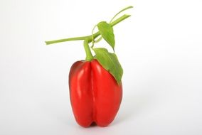 red pepper with green leaf on a white background