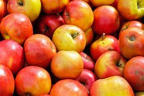 fresh red yellow Apple Fruits