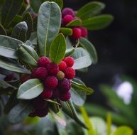 Myrica Rubra, yokosuka, japan
