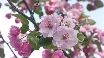 beauty flowering apricot tree