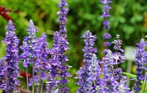 bright flowering of a sage