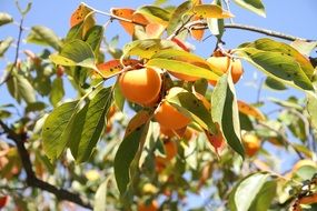 ripe persimmons on a tree on a sunny day