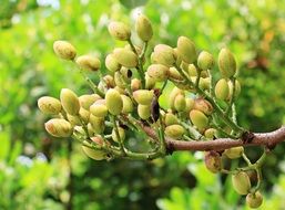 Pistachios on the tree