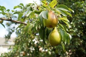 two pears on a tree in late summer in a garden