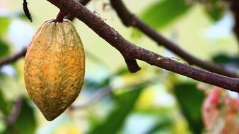 Cocoa Cultivation Fruit on the branch