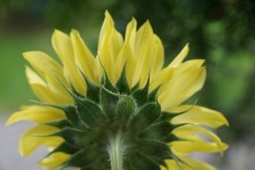yellow sun flower blossom