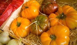 yellow farm tomatoes