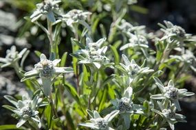 Alpine flowers in summer, austria, tyrol, botanical garden
