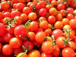 many ripe cherry tomatoes